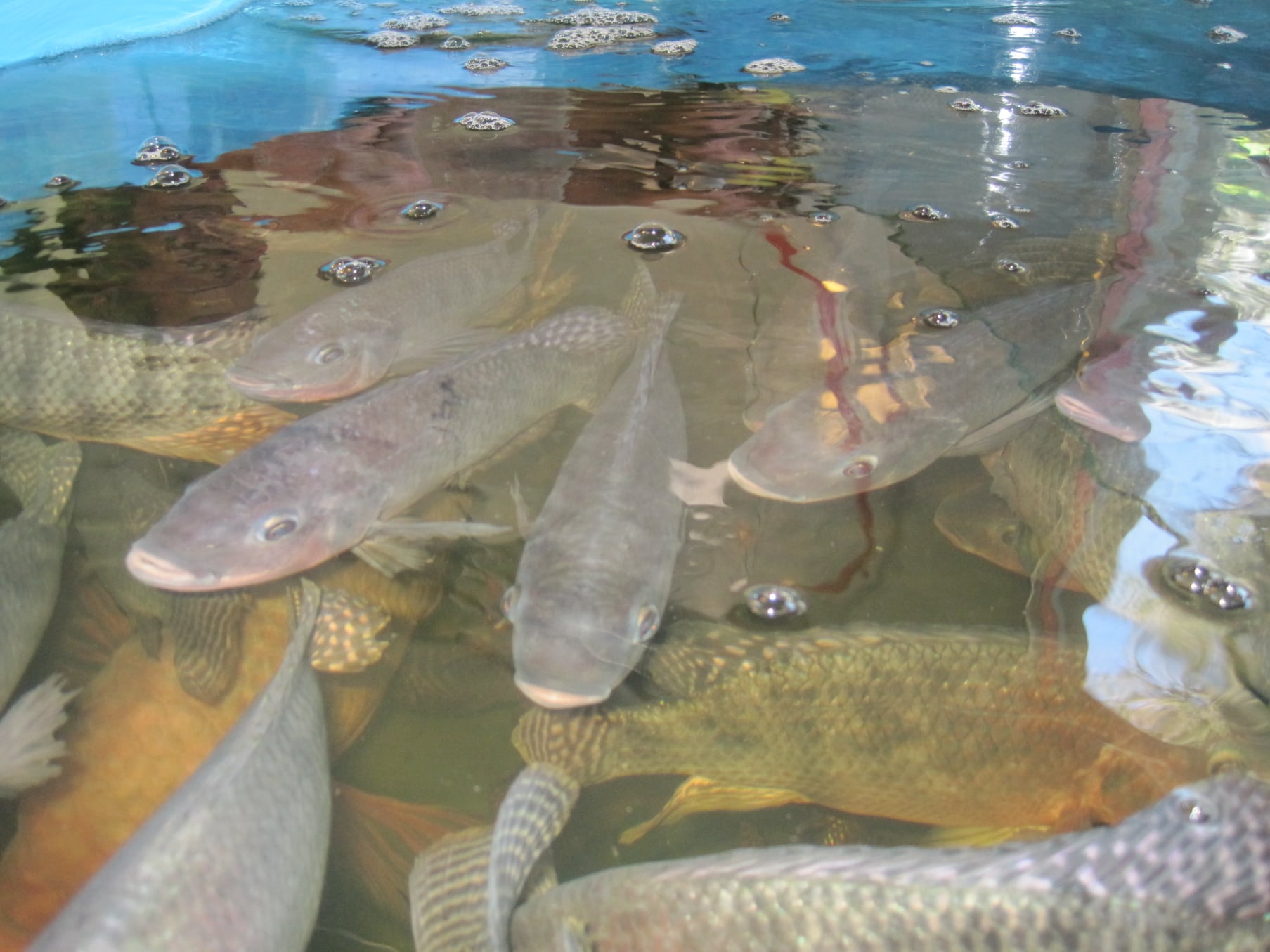Pesce vivo Ticino