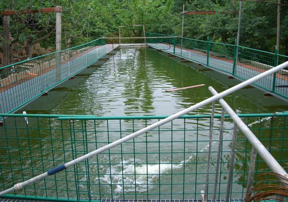 Pesce vivo Ticino
